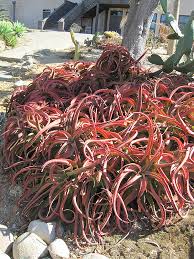 Image result for Aloe carnea