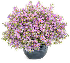 Image result for Jamesbrittenia