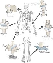 What is a bone joint? 8 4e Synovial Joint Movements Medicine Libretexts