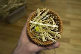 Unterschlupf Fur Ohrenschlitzer Bauen Ohrenzwicker Unterkunft In 2020 Ohrenkneifer Anleitungen Basteln Anleitung