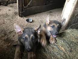 Maybe you would like to learn more about one of these? Ica Registered Blue And Tan German Shepherd Puppies For Sale In Columbus Ohio Classified Americanlisted Com