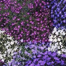 Image result for lobelia combine composition
