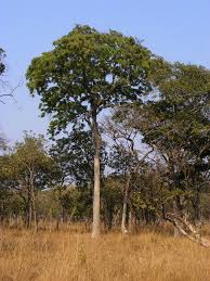 Image result for Isoberlinia tomentosa