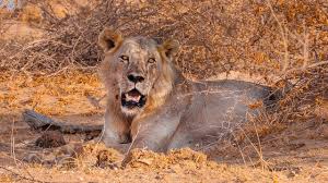 Animali e savana in tanzania. Leoni A Caccia Nella Savana Video Intercirculate Korea Info Site