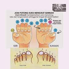Hukum memotong kuku di hari jum'at memotong kuku hukumnya sunnah, tidak wajib. Wordless Wednesday Potong Kuku Mengikut Sunnah