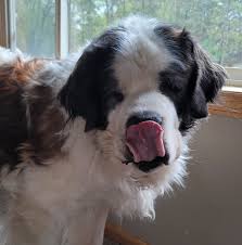 Everything you want to know about st. South St Paul Animal Hospital Home Facebook