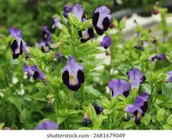 Image result for Linderniaceae