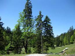 461 likes · 2 talking about this. Kurze Feierabend Tour Von Jachenau In Richtung Staffel Und Vorbei An Der Lainer Alm Zur Idyllisch Gelegenen Luitpolder Alm Mtbsepp De