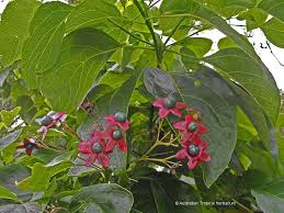 Image result for Clerodendrum capitatum