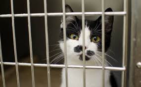Por Que Mi Gato Me Succiona Como Si Amamantara Todas Las Razones Y Solucion Blog De Animales