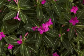Image result for Ruellia makoyana
