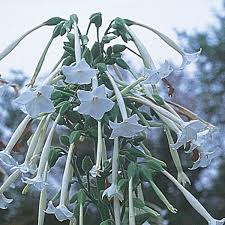 Maybe you would like to learn more about one of these? Nicotiana Sylvestris Tobacco Plant Seeds