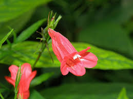 Image result for Ruellia brevifolia