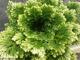 Image result for Selaginella congoensis
