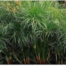 Image result for Cyperus papyrus