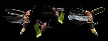 This is a story about girls suffering from autism and mild anxiety. The Mysteries Of Firefly Sex A Scientist S Notes From The Field Excerpt Scientific American