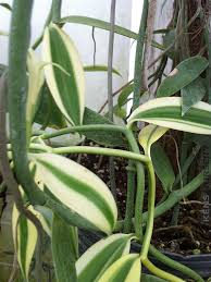 3.8 out of 5 stars 8. Creamsicle Real Vanilla Orchid Kens Nursery