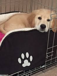 The first night we put the snuggle puppy inside mary berry's crate, she slept soundly, only. My Top Tips For Puppy S First Nights At New Home My Puppy Whines At Night Yes Good Dog
