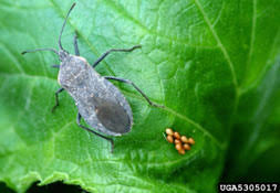 Yard And Garden Vegetable Pests News