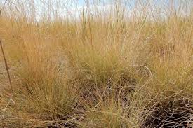 Image result for Festuca caprina