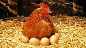 Letting a hen sit on a nest of eggs to hatch them is far easier than using an incubator. Ten Fluffy Chickens By Author Unknown Make Fun Of Life