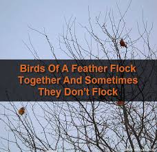 Birds Of A Feather Flock Together Song Birds Of A Feather Flock Together And Sometimes They Don T Flock