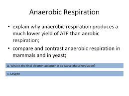 Maybe you would like to learn more about one of these? Ppt Anaerobic Respiration Powerpoint Presentation Free Download Id 609761