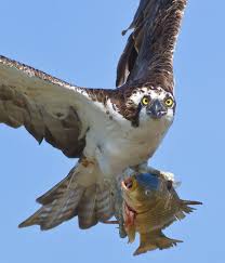 Birds Of Prey Animals Osprey With Fish Pet Birds Birds Of Prey Animals Wild