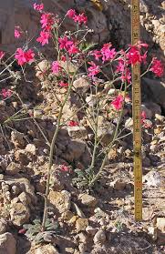 Image result for Alinula sp.