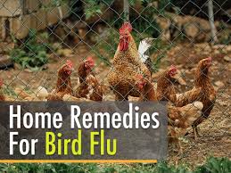 Bird flu, a viral respiratory disease of poultry and other bird species, including migratory waterbirds, that can be transmitted to humans. 12 Herbal Home Remedies To Fight Bird Flu Or Avian Influenza Boldsky Com