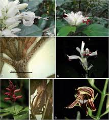 Image result for Whitfieldia brazzae