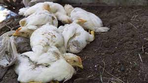 In fact worldwide, since 2003 there have been a total of 608 positive cases. Bird Flu States Step Up Vigil After Reports Of More Avian Deaths India News Zee News
