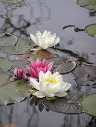 Maybe you would like to learn more about one of these? 55 Idee Su Fiori Di Loto Fiori Fiore Di Loto Ninfee