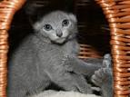 How to Identify a Russian Blue: 12 Steps (with Pictures ...