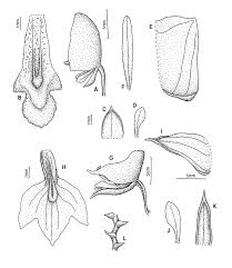 Image result for Polystachya albescens