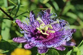 Passion Fruit Flower By Norman Cogswell Passion Fruit Flower Passion Flower Flowering Vines
