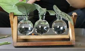 It's the time they mostly go dormant, so you won't notice any growth. How To Grow Pothos In Water Easily