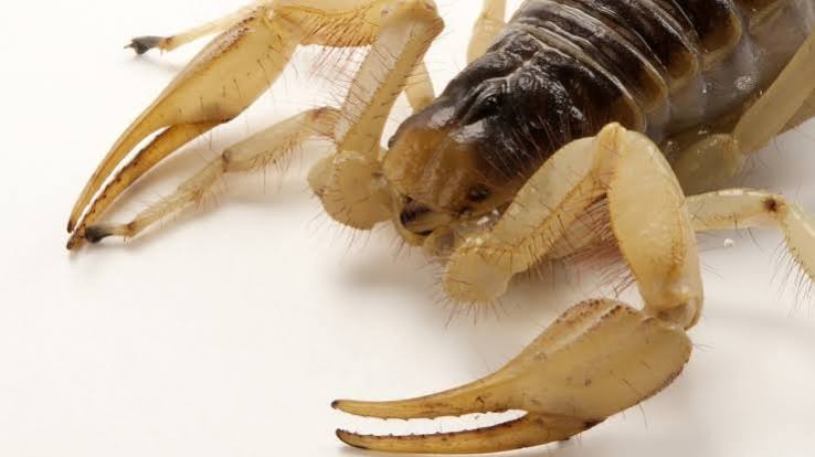 Scorpions | National Geographic