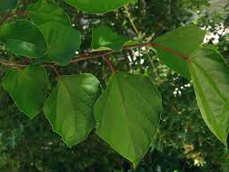 Image result for Alangium chinense