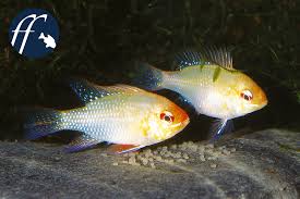Bei dem bolivianischen schmetterlingsbuntbarsch handelt es sich um einen barschartigen fisch. Seit Seiner Ersteinfuhr Ist Der Schmetterlingsbuntbarsch Nicht Mehr Aus Den Aquarien Verschwunden Obwohl Es Wahrhaft Pflegeleichtere Fische Gibt Und Ein Anfanger In Sachen Aquaristik Mit Den Pflegeanspruchen Der Art Oft Uberfordert Ist