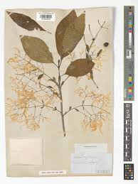 Image result for Chionanthus niloticus