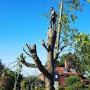 Tom killean tree surgery