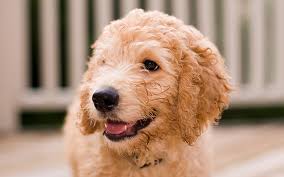Check spelling or type a new query. Mini Labradoodle A Complete Guide To The Miniature Labradoodle Dog