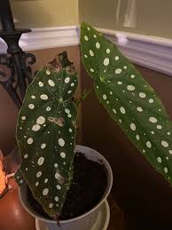 Image result for Brownleea maculata