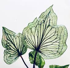 Possibly Thai Caladium Green Pearl Tropical Plants Plants Caladium