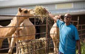 The full journey was an hour starting at the hotel yasmina. Sahara Camel Milk Home Facebook