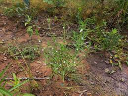 Image result for Spermacoce subvulgata