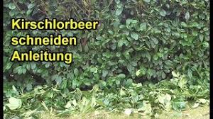 Ein kirschlorbeer wächst schnell und ist daher ein beliebter sichtschutz. Kirschlorbeer Richtig Schneiden Anleitung Lorbeerkirsche Hecke Zuruckschneiden Youtube