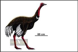 Image result for Austrosynotis