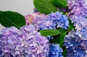 Hydrangeas First Discovered In Japan The Name Hydrangea Comes From The Greek Hydor Meaning Water And An Flower Delivery Flower Arrangements Ny Florist